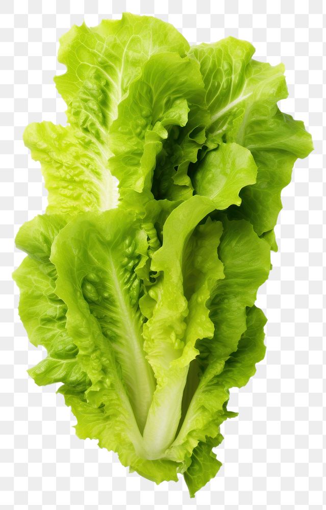 PNG Lettuce vegetable green plant. AI generated Image by rawpixel.