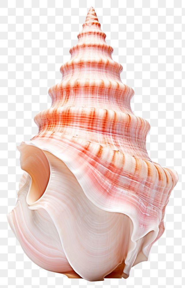 PNG Conch sea white background invertebrate. AI generated Image by rawpixel.