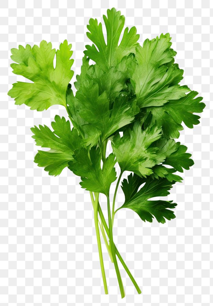 PNG Parsley leaf parsley plant herbs. AI generated Image by rawpixel.