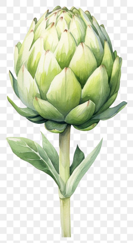 PNG Artichoke vegetable plant food. AI generated Image by rawpixel.