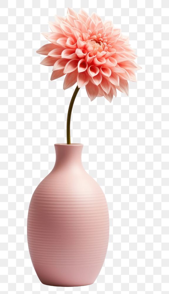 PNG Ceramic vase flower dahlia plant. 