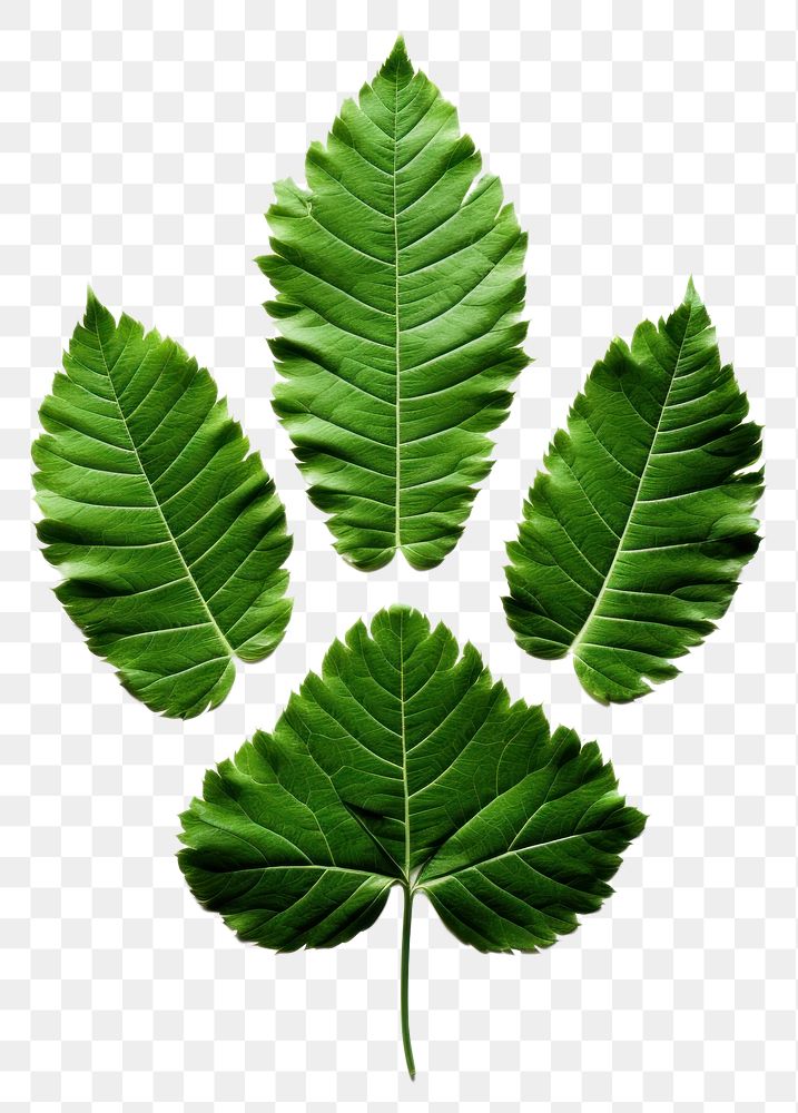 PNG A green dog paw leaf plant white background. AI generated Image by rawpixel.
