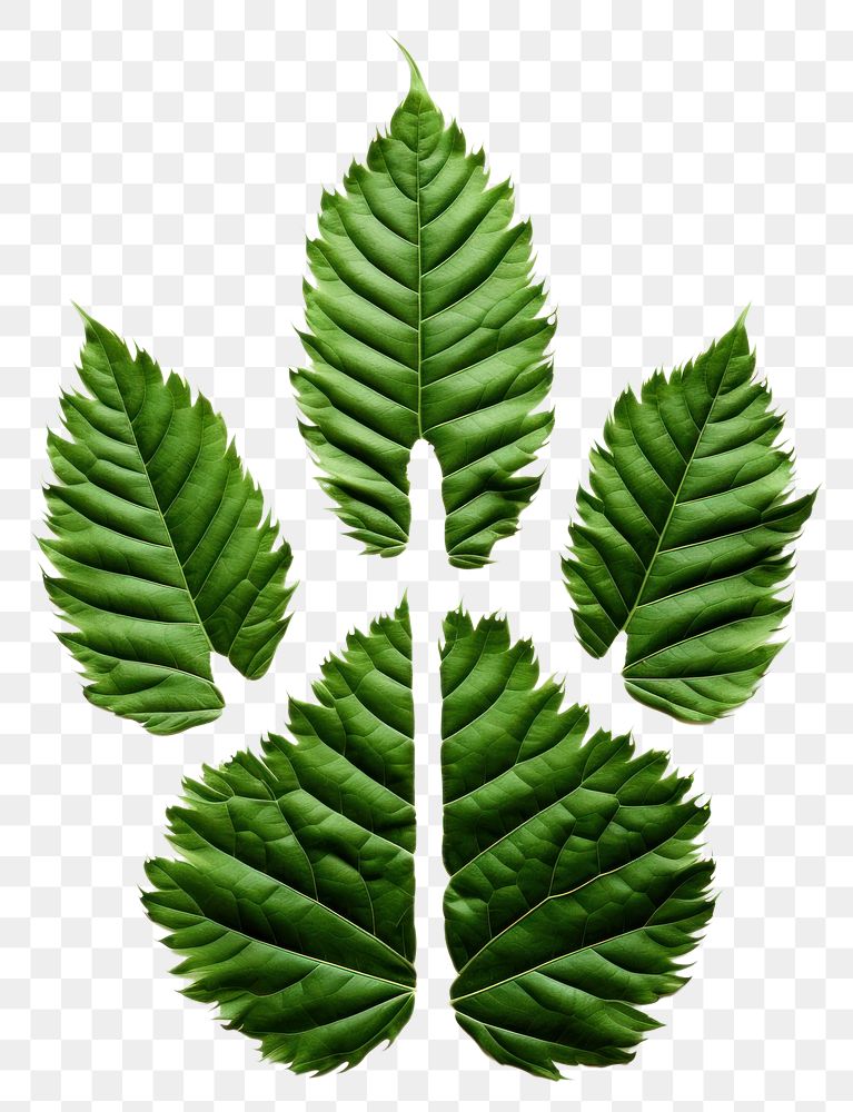 PNG A green dog paw leaf plant tree. AI generated Image by rawpixel.