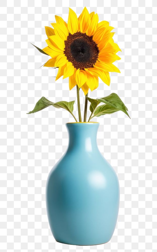 PNG Blue ceramic vase sunflower plant  