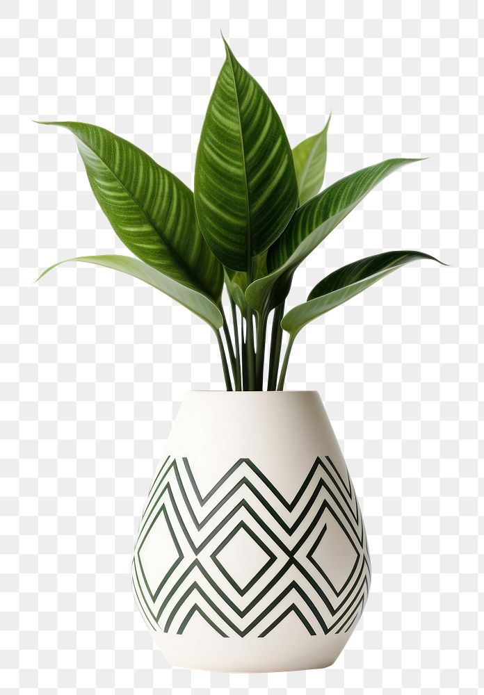 PNG Plant vase leaf houseplant. 