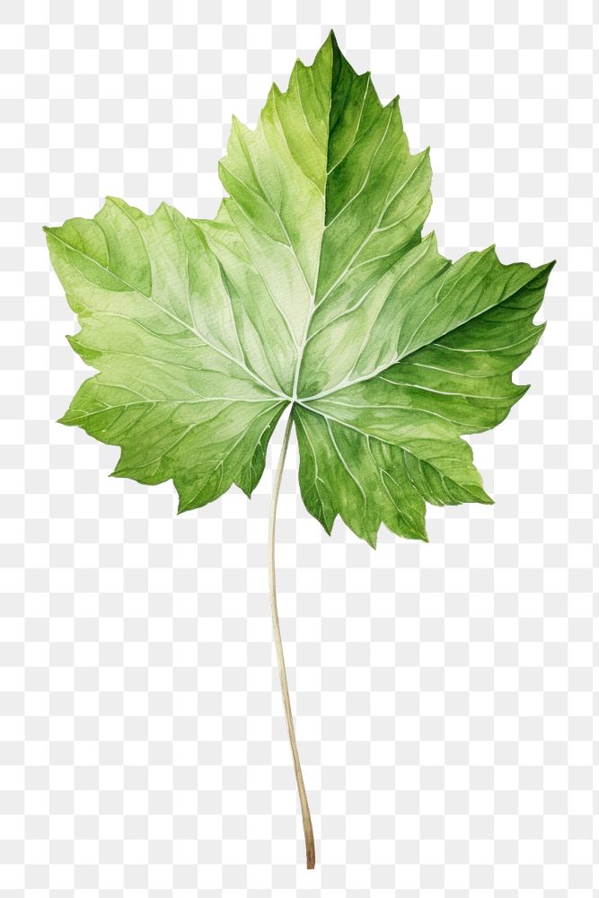 PNG Leaf plant tree white background. AI generated Image by rawpixel.