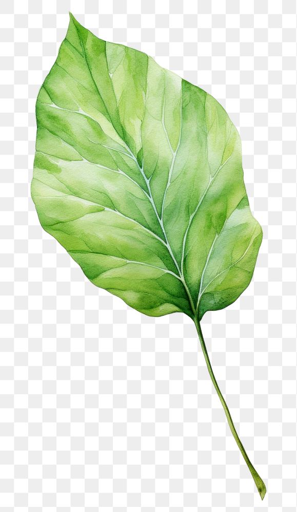 PNG  Leaf plant white background xanthosoma. AI generated Image by rawpixel.