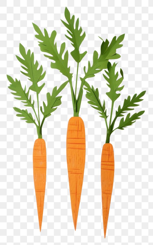 PNG Carrots vegetable plant food. 