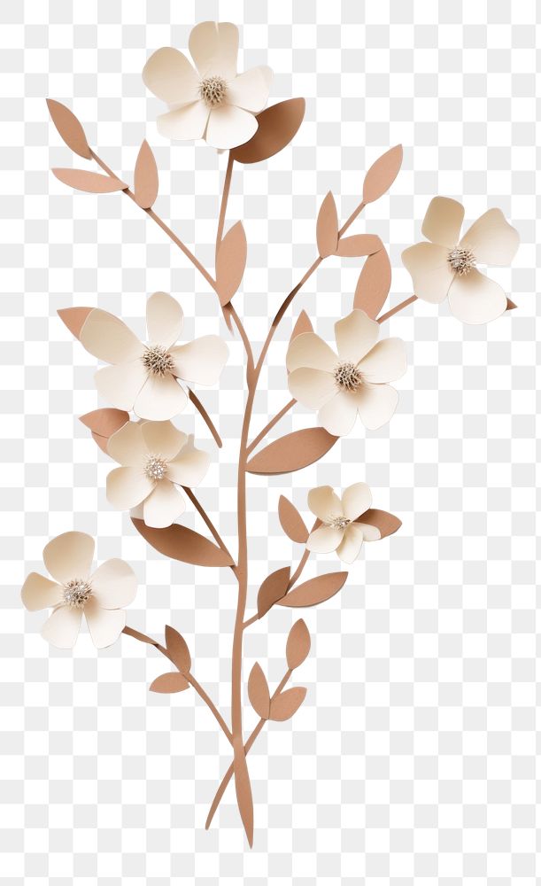 PNG Blossom flower plant white. 