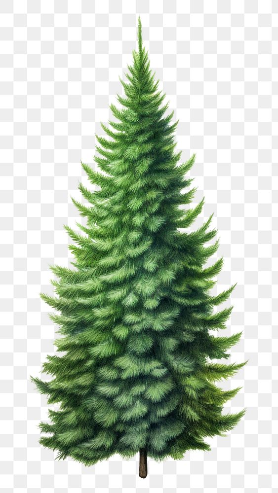 PNG Christmas tree drawing plant pine. AI generated Image by rawpixel.