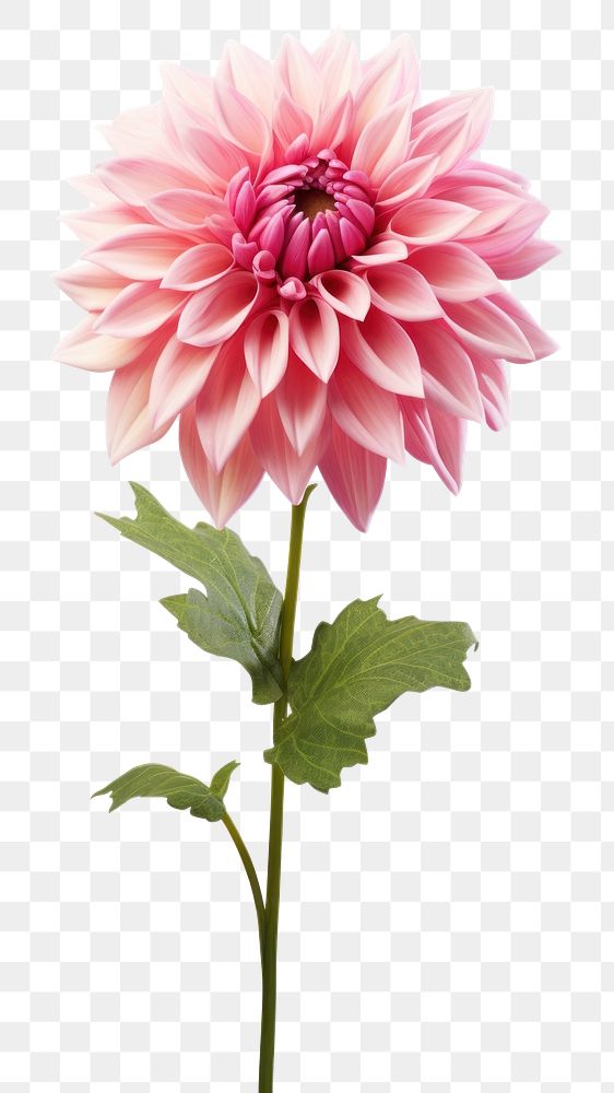 PNG Flower dahlia plant white background. AI generated Image by rawpixel.