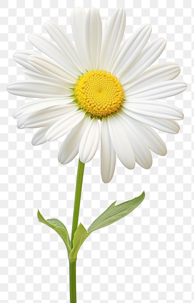 PNG Flower daisy petal plant. 