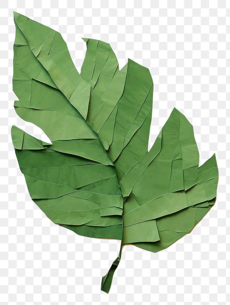 PNG Leaf plant paper clothing. 