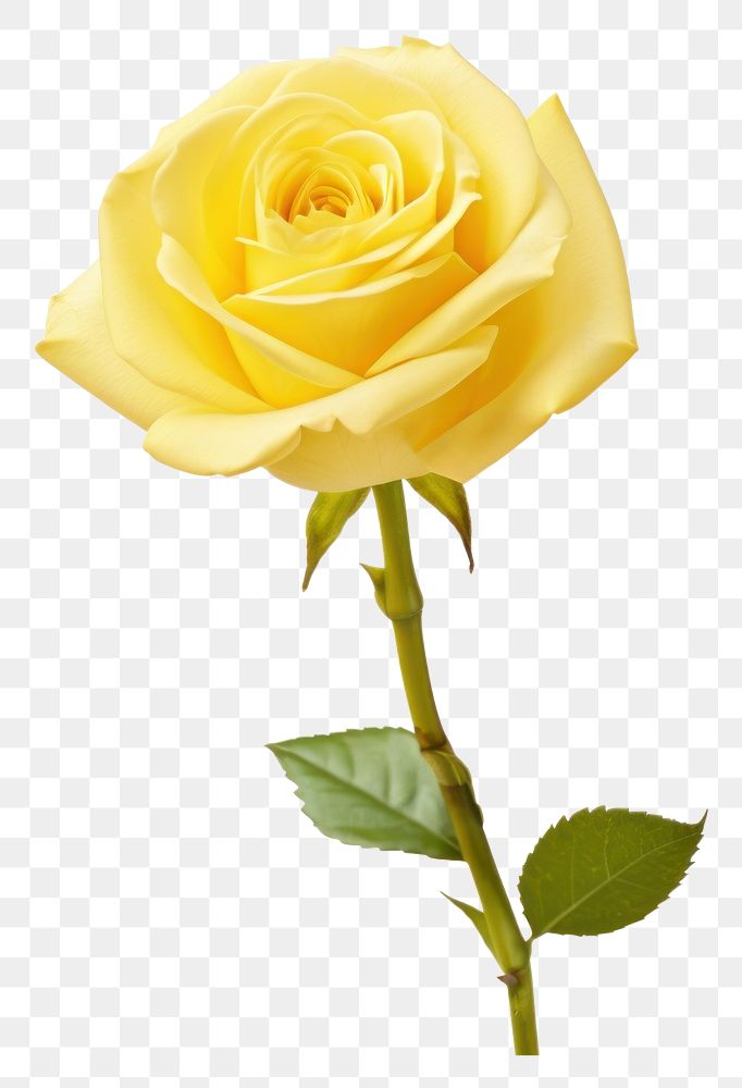 PNG Yellow rose flower plant white background. AI generated Image by rawpixel.