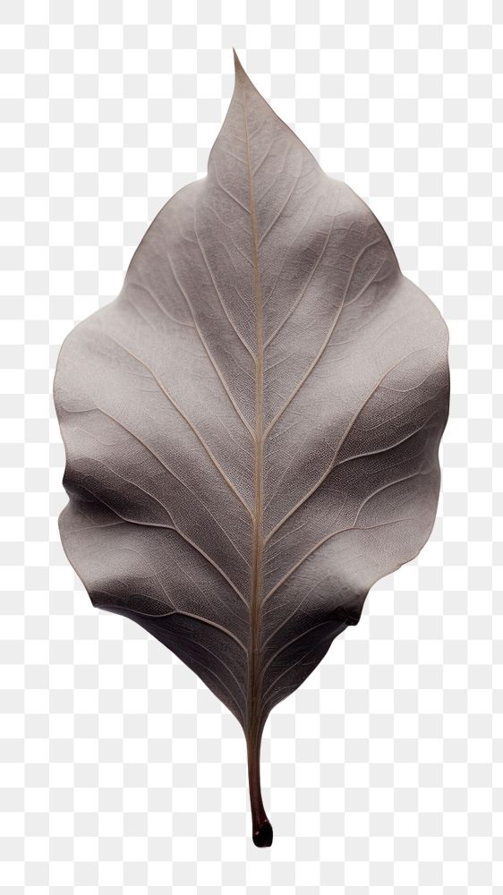 PNG Fall leave plant leaf white background. AI generated Image by rawpixel.