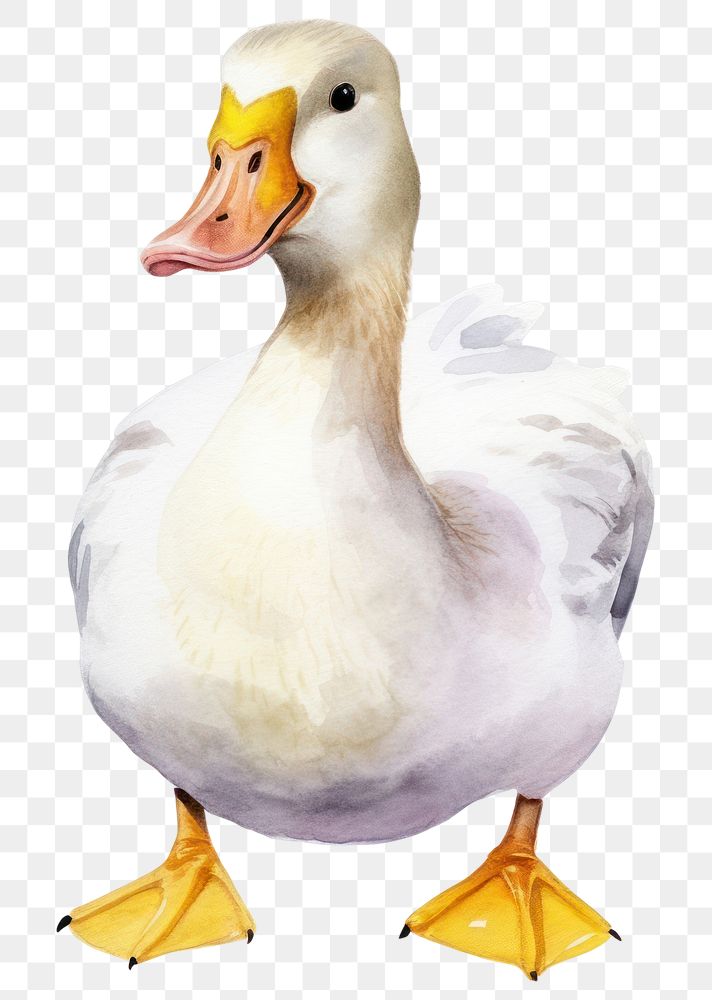 PNG Cute duck animal, watercolor illustration, transparent background