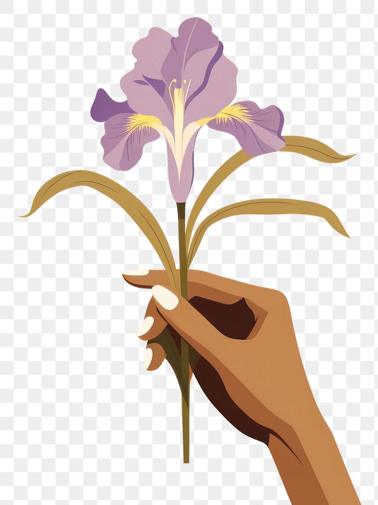 PNG Person holding iris flower petal plant inflorescence. AI generated Image by rawpixel.