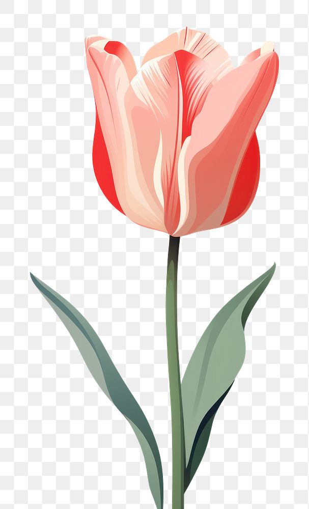 PNG Pink tulip flower plant inflorescence. AI generated Image by rawpixel.