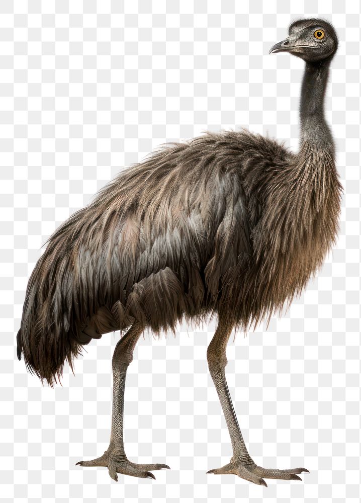 PNG emu bird