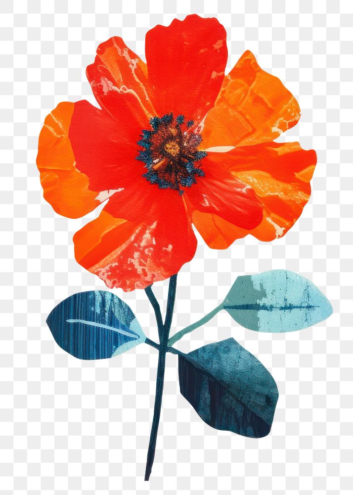 PNG Flower petal plant poppy. 