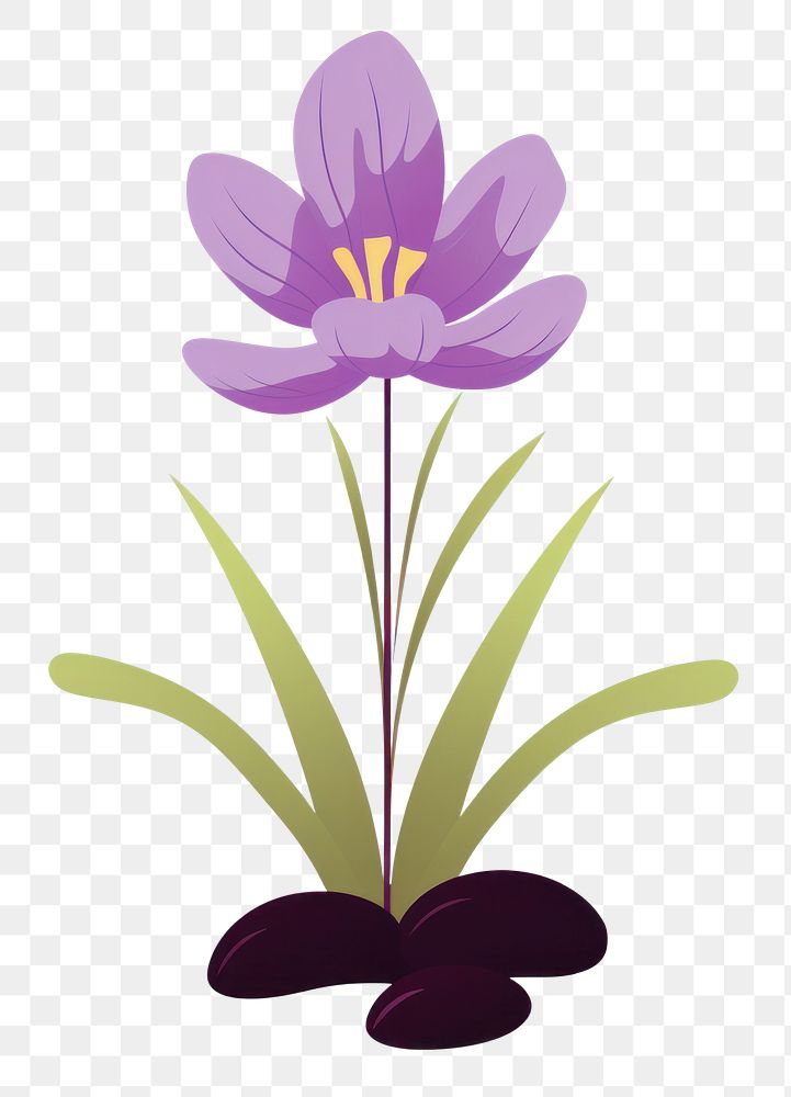 PNG Crocus flower petal blossom. 