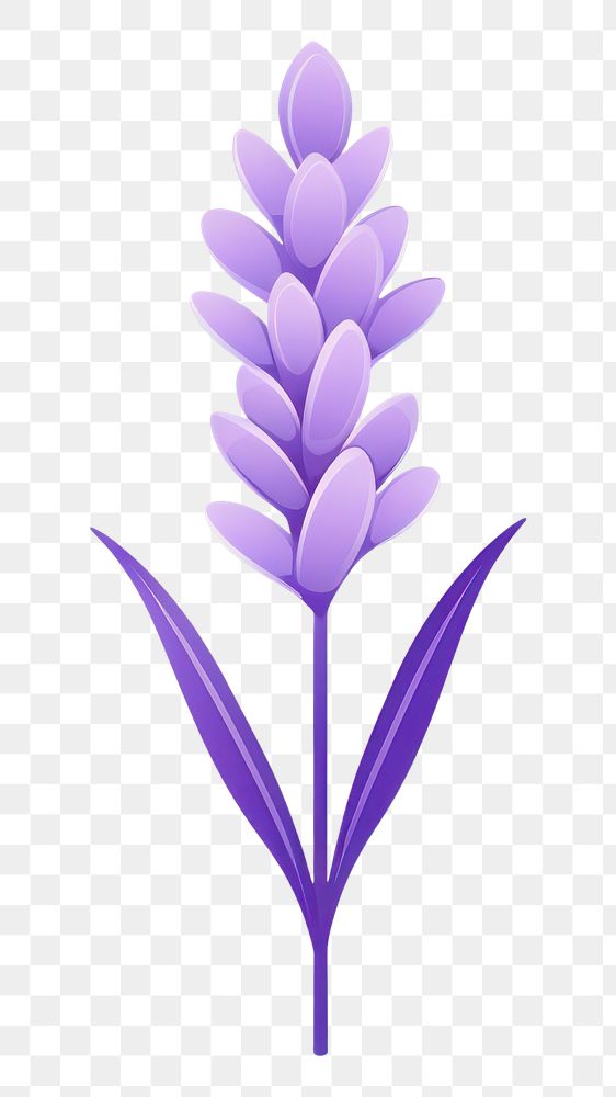 PNG A lavender flower plant  