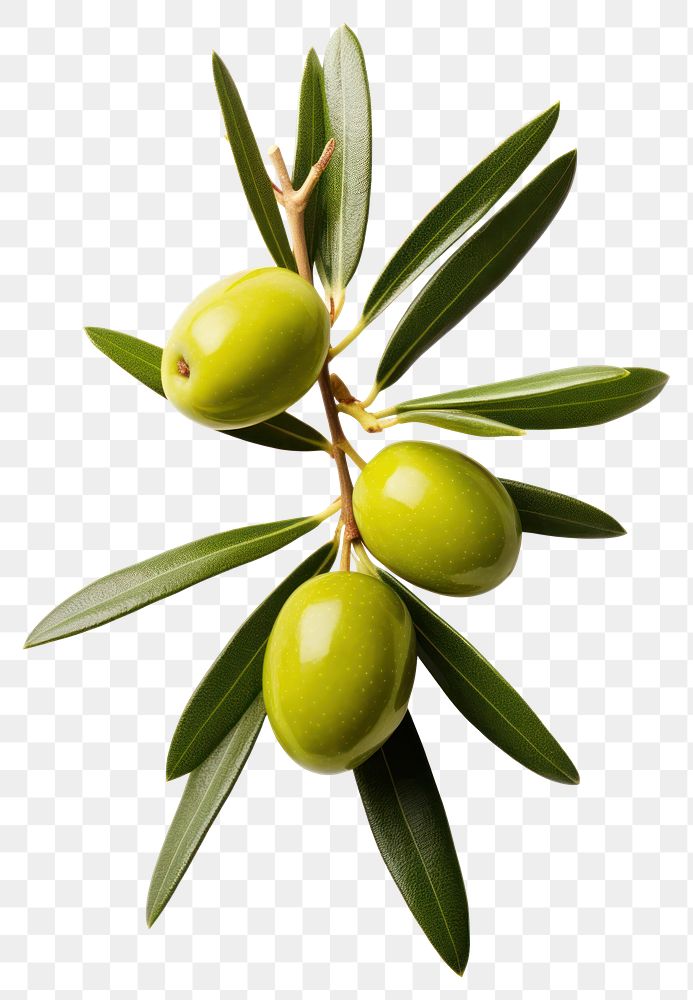 PNG Olives plant food leaf. AI generated Image by rawpixel.