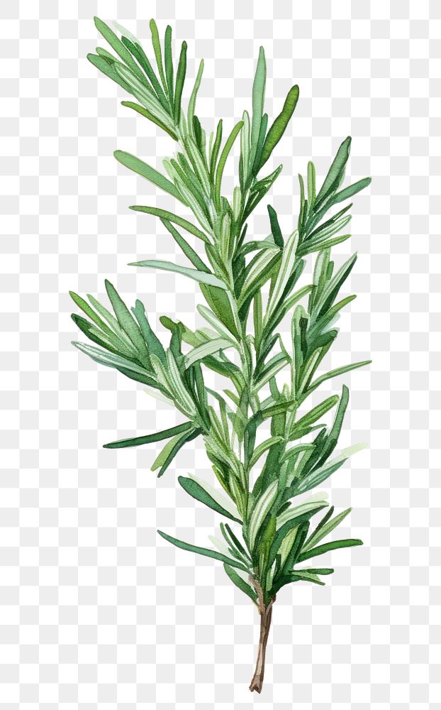 PNG Rosemary plant green herbs. 