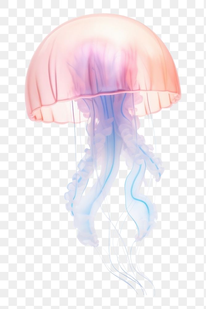 PNG Jelly fish jellyfish invertebrate translucent. AI generated Image by rawpixel.