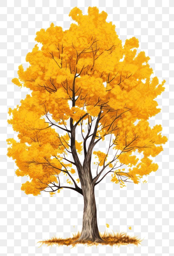 PNG  Cottonwood tree drawing plant maple. AI generated Image by rawpixel.