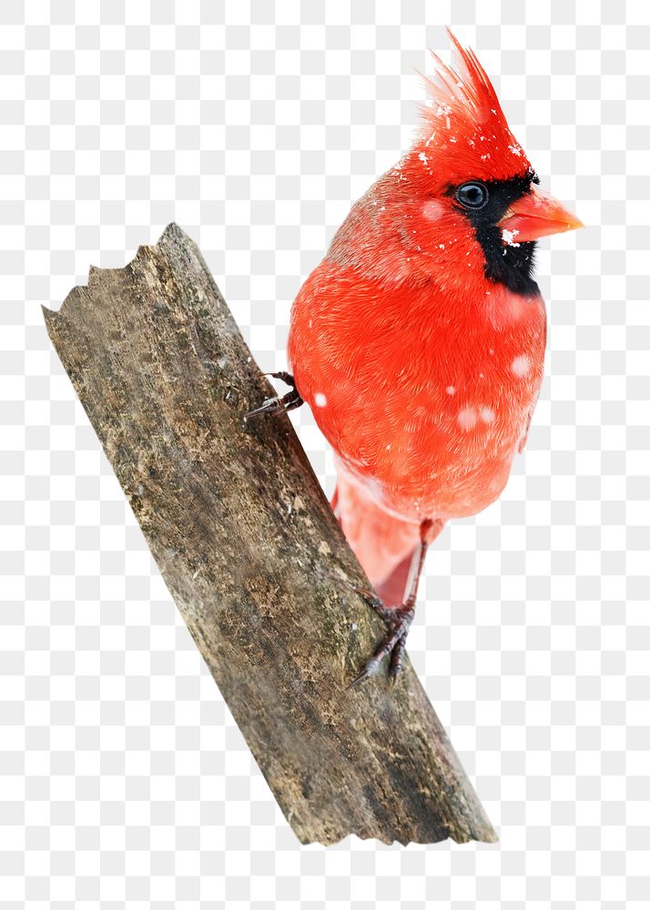 Northern cardinal bird png, transparent background