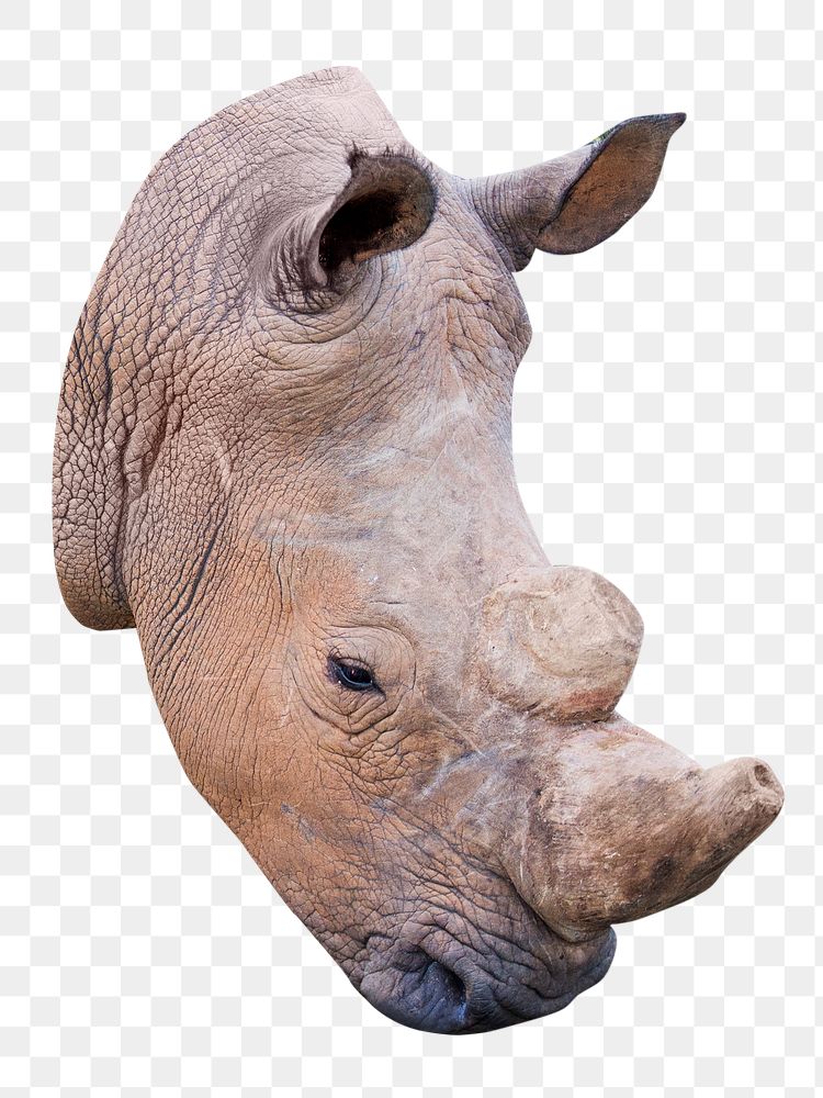 Rhino  png animal, transparent background