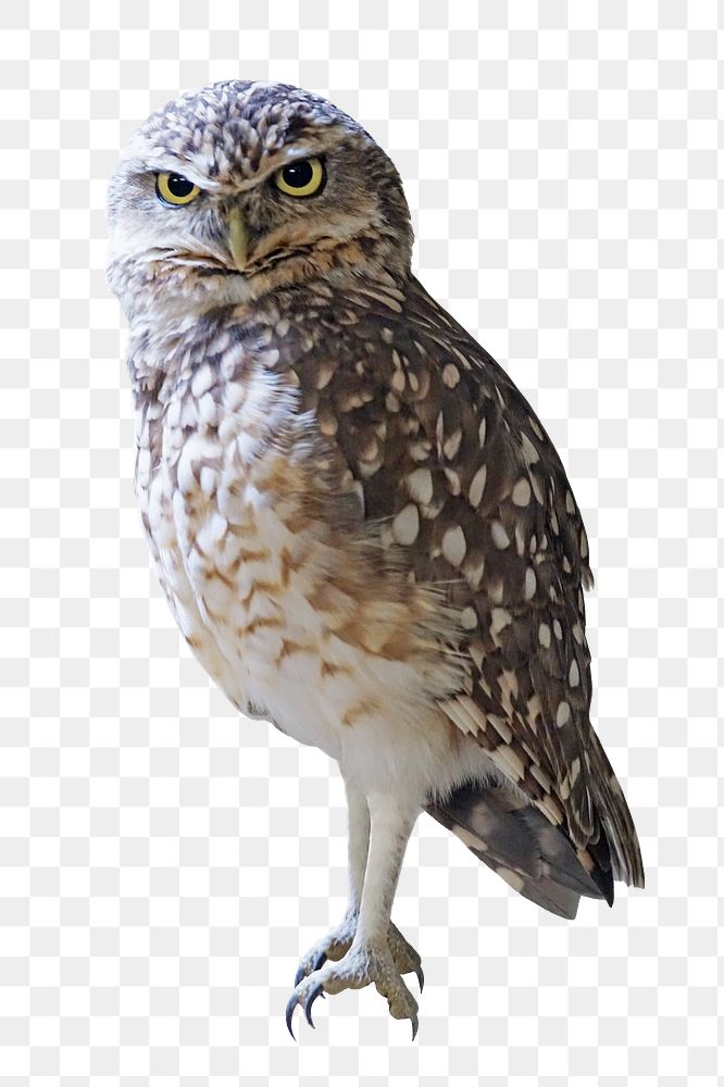 Burrowing owl png sticker, transparent background