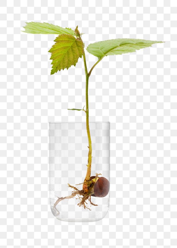 Plant growing in glass png sticker, transparent background