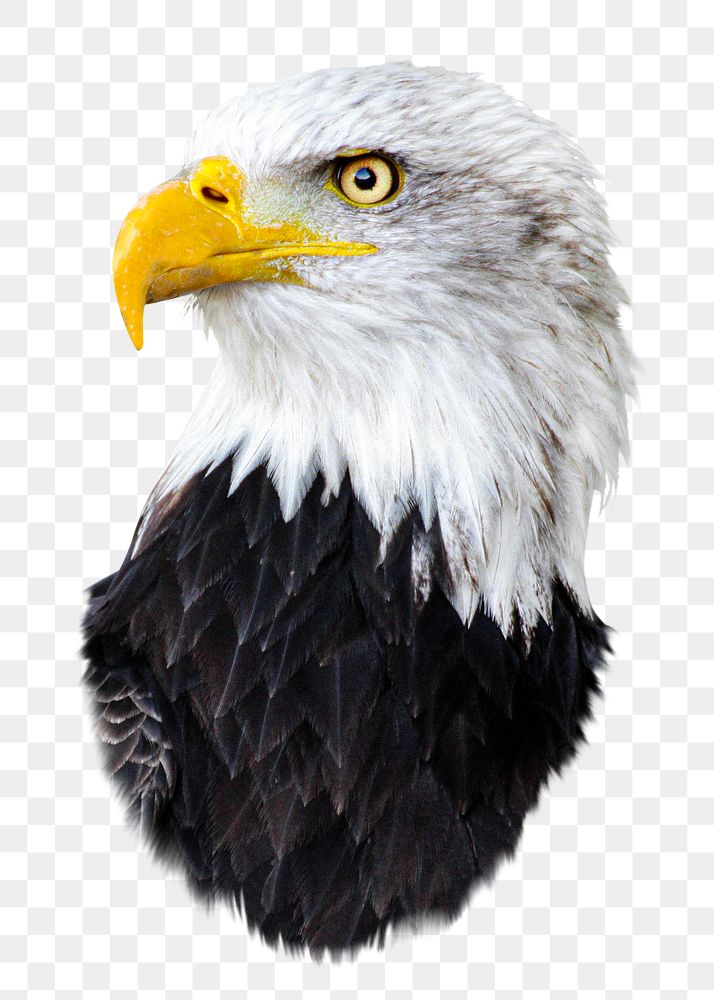 Bald eagle bird png sticker, transparent background