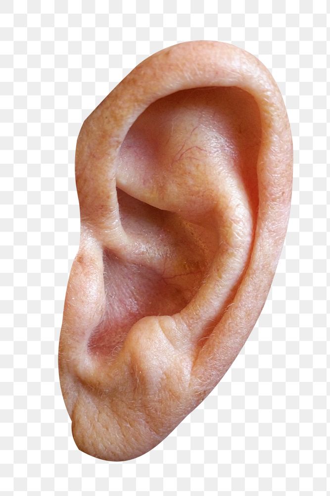Human ear png sticker, transparent background