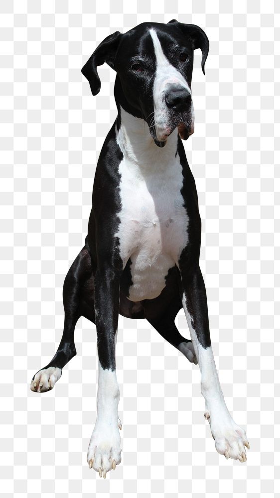 Great Dane dog png, transparent background