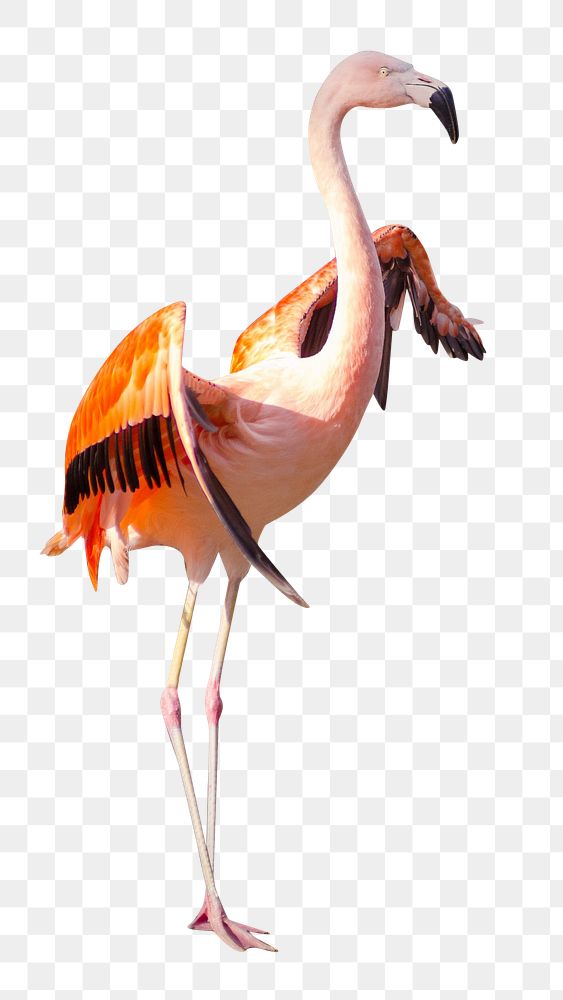 Pink flamingo bird png, transparent background