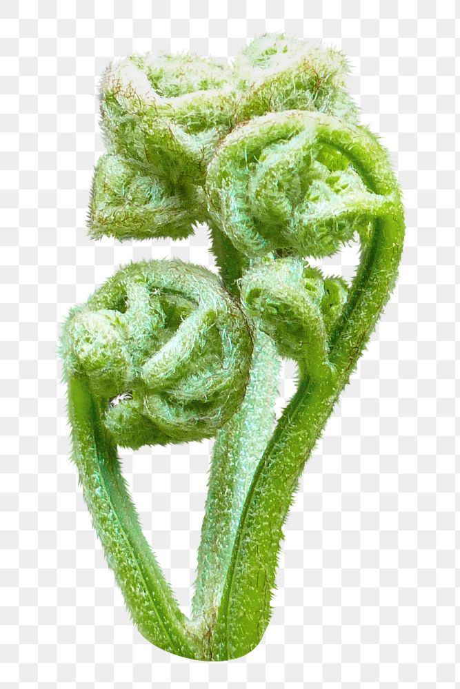 Fiddlehead fern png sticker, transparent background