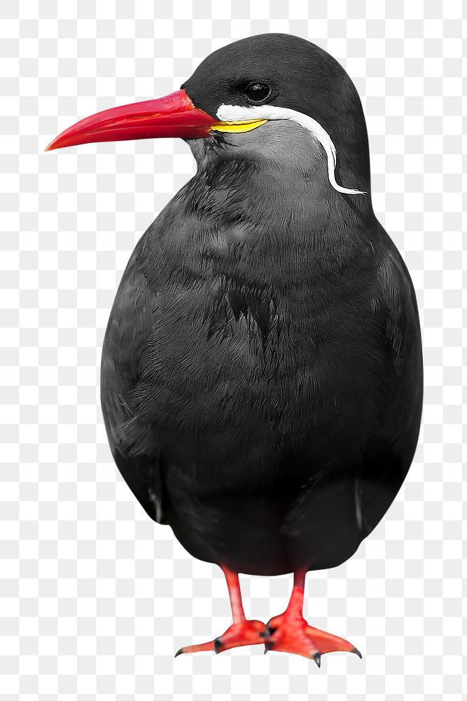 Inca tern bird  png sticker, animal transparent background