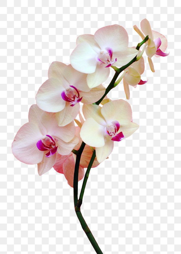 Moth orchid flower png sticker, transparent background