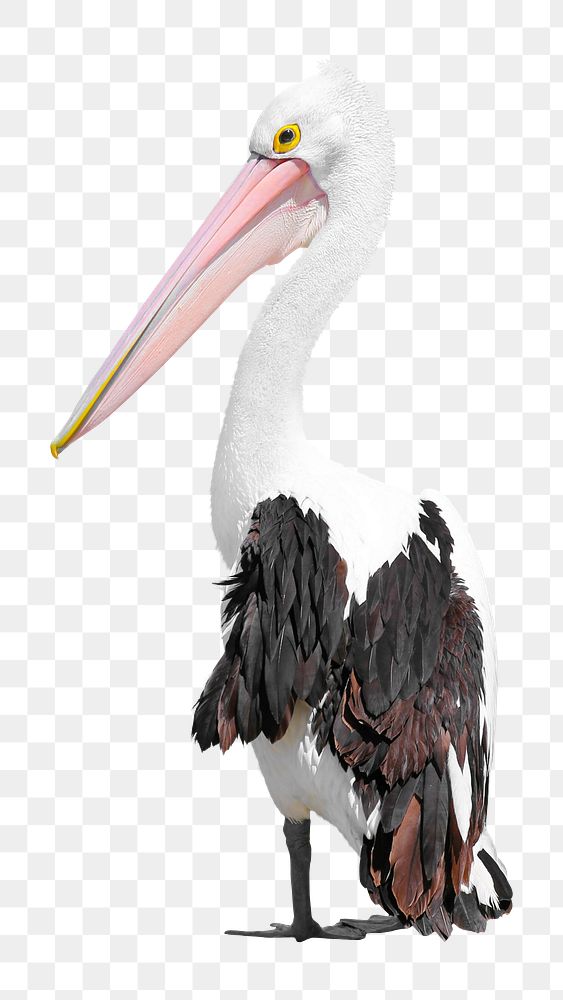 Australian pelican bird png sticker, animal transparent background