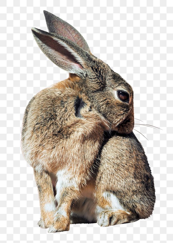 Rabbit png animal, transparent background