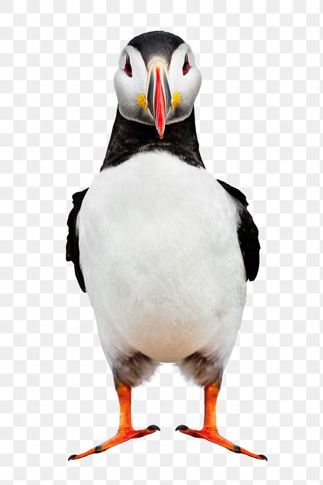 Atlantic puffin bird png sticker, transparent background