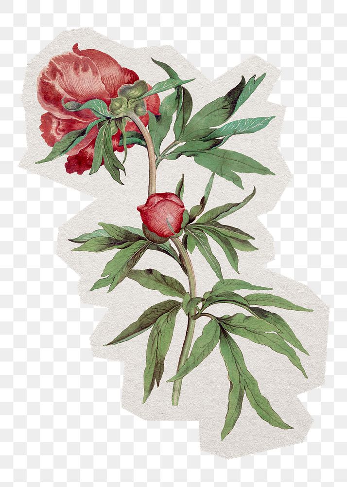 Aesthetic peony png sticker, paper cut on transparent background