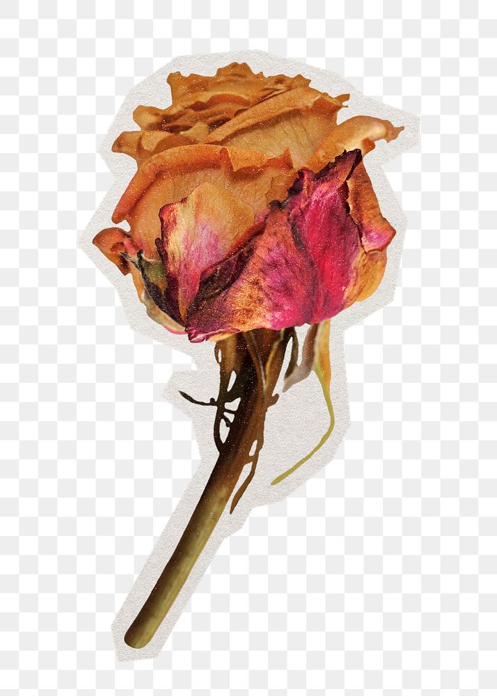 Dried rose png sticker, paper cut on transparent background
