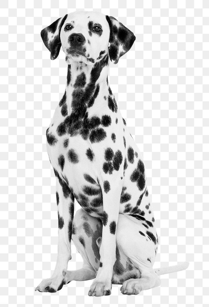 Dalmatian dog png b&w element, transparent background. Remixed by rawpixel.