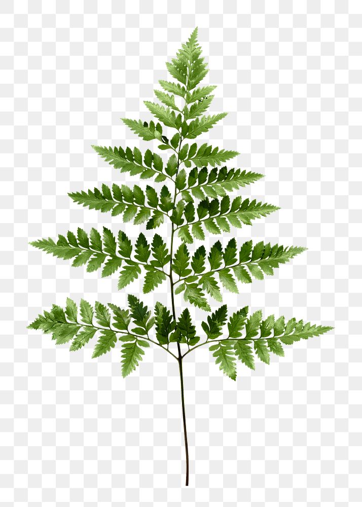 PNG Aesthetic fern leaf, collage element, transparent background