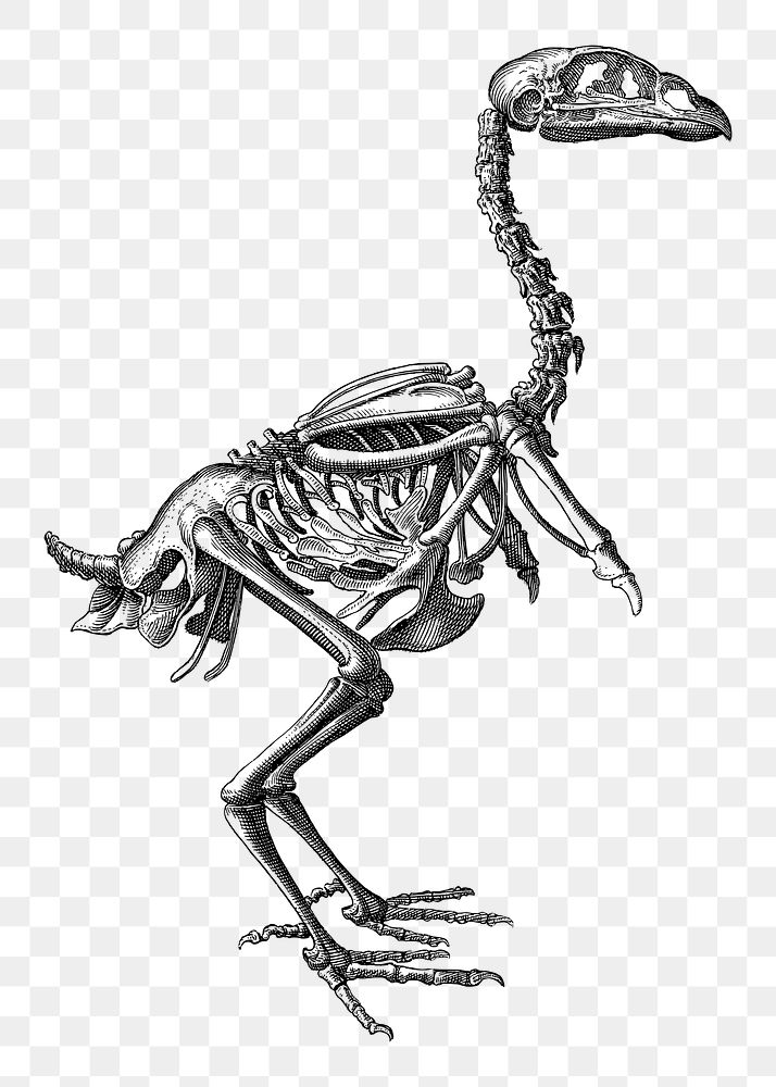Dinosaur skeleton  png clipart illustration, transparent background. Free public domain CC0 image.