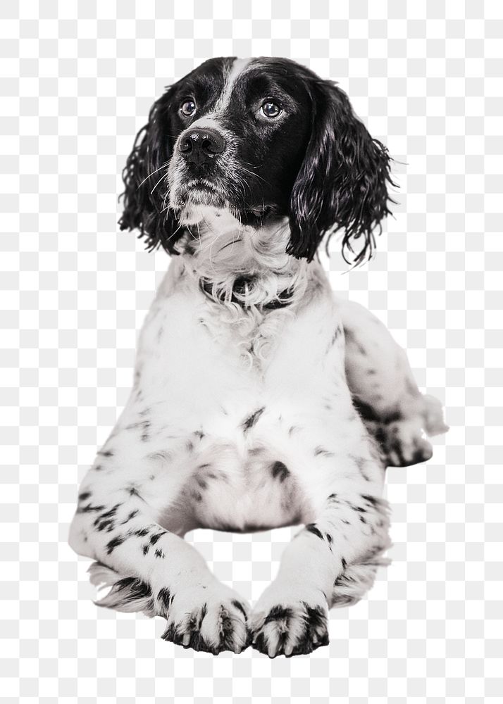 Png English springer spaniel dog sticker, transparent background